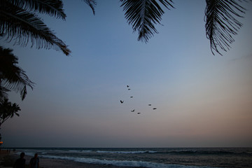 Birds fly over the sea by the ocean against the background of palm trees.