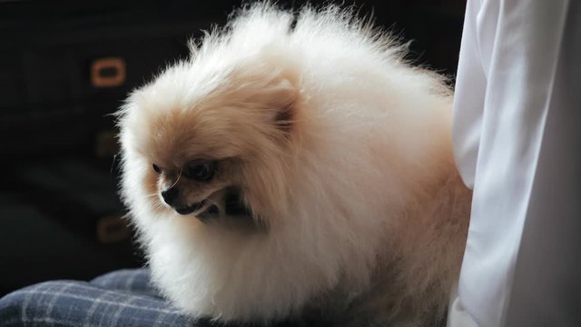 Close morning shot of cute white fluffy spitz with black bow on the knees of an owner petting him. Man sits on a bed in white shirt and checkered pants caresses his dog in a room of respectable hotel.