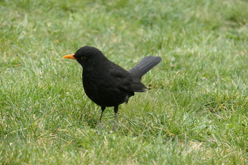 Common blackbird in the grass - Turdus merula