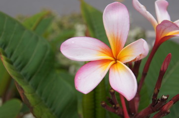 Fototapeta premium オーストラリア ケアンズ 花 