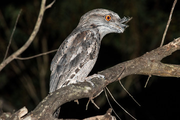 Tawny Frogmouth resting on branch at night