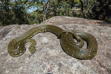 Diamond Python resting on sandstone rock