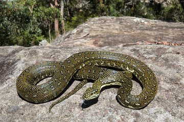 Diamond Python resting on sandstone rock