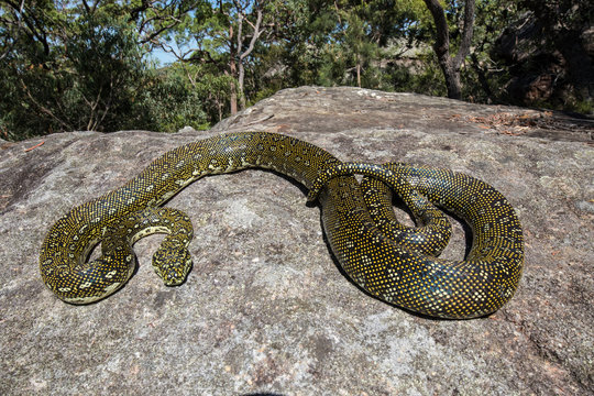 Diamond Python resting on sandstone rock