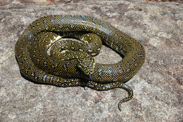 Diamond Python resting on sandstone rock