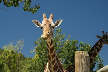 female Giraffe looking straight  