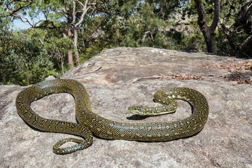 Diamond Python resting on sandstone rock