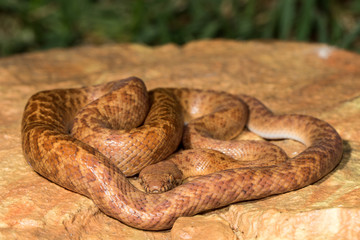 Pygmy Python