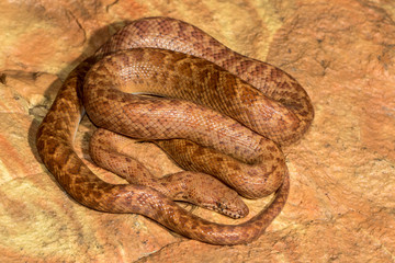 Pygmy Python