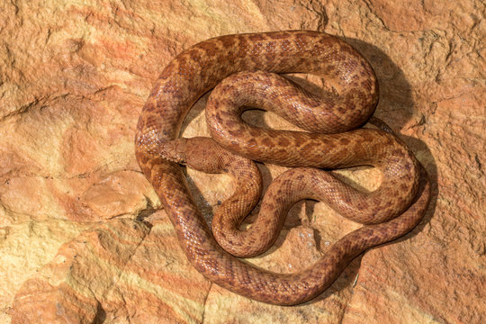 Pygmy Python
