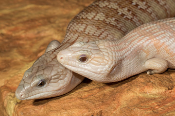 Blue-tongue lizard morph colors