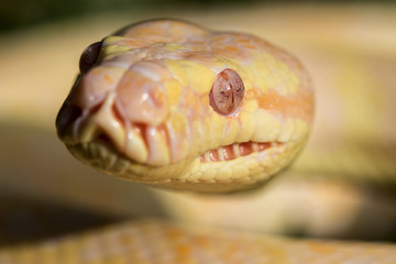 Color morph of Australian Carpet Python