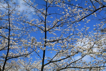 空と桜