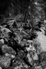 plants and rocks in black and white