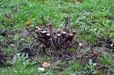 Cut down a Bush in the green grass