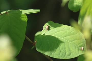 Punaise sur une feuille