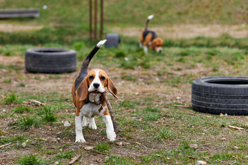 one beagle dog runs with a toy on the street at the playground - obrazy, fototapety, plakaty