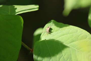 Insecte sur une feuille