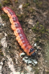 Chenille sur l'écorce