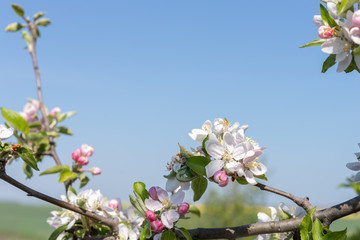 Close up view of blossoming cherry tree branch. Selective focus.