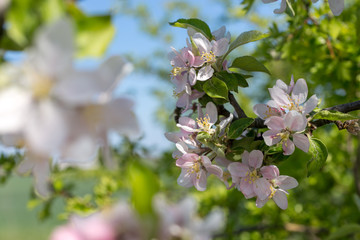Close up view of blossoming cherry tree branch. Selective focus.