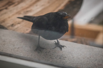 Obraz na płótnie Canvas A blackbird sitting on a concrete shelf and looking through room window. Reflection of window in the foreground. Black bird posing.