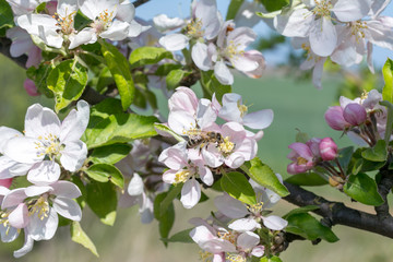 Close up view of bee gathering honey, collects nectar and pollen on a white blossoming cherry tree branch. Selective focus.
