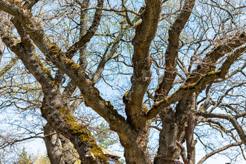 Obraz premium tree in the park