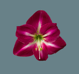 Flower of burgundy lily.
