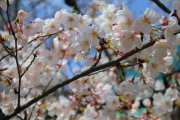 たくさんの桜花弁