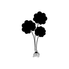 Gotu kola - medicinal plant. Centella Asiatica which is known as Gotu Kola isolated on white background vector illustration. Asiatic pennywort.