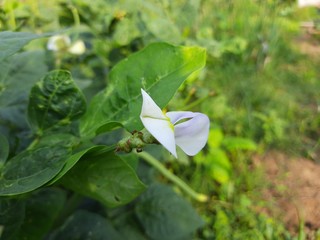 Flower of Cowpea field peas black-eyed peas crowder peas southern peas nylon Long green beans legumes.Flower of long bean.Purple flower of Cowpea tree and green leaves in garden,Organic yard long bean