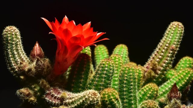 peanut cactus blooming in a nice time lapse shot