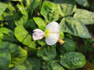 Flower of Cowpea field peas black-eyed peas crowder peas southern peas nylon Long green beans legumes.Flower of long bean.Purple flower of Cowpea tree and green leaves in garden,Organic yard long bean