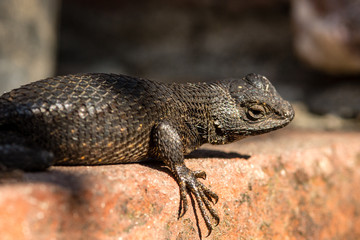 Western fence lizard in a macro shot on a fence. 