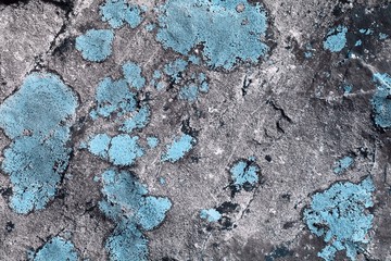 light blue aged striped fungus on boulder texture - pretty abstract photo background
