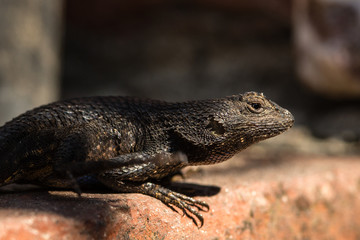 A macro shot, a western fence lizard on a fence. 