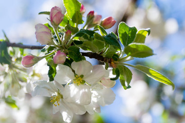 In the spring, an apple tree blossomed. On the branch are beautiful white inflorescences.
