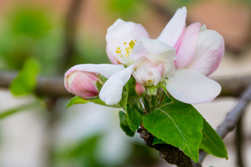 In the spring, an apple tree blossomed. On the branch are beautiful white inflorescences.