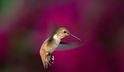 Rufous hummingbird in flight with red background 