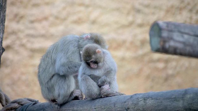 Japanese macaques. A mother is caring for her cub.