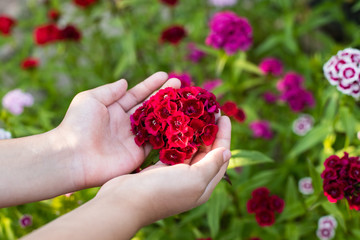 Flower Turkish Carnation On Child Hands Closeup.