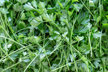 Close up of fresh green parsley leaves. Green plant texture. Natural background.