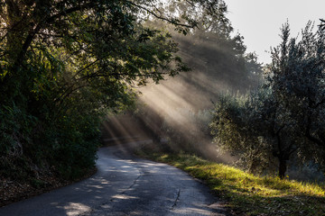 Fototapeta na wymiar View of a road with sunrays cutting through the mist, and creating beautiful trees shadows textures on the ground