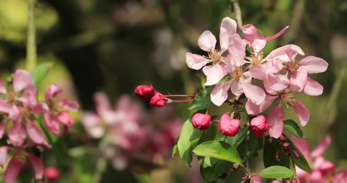 Pink Apple Blossom Flowers and Buds moving in light Breeze