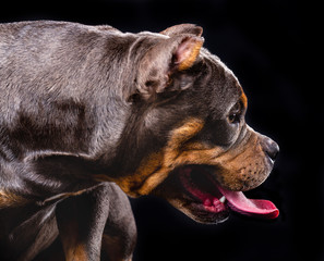 American bull , dog, studio photography on a black background