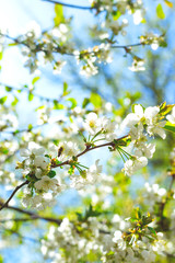 Fototapeta premium Flowering branches of trees in spring. Background with flowers in backlight and focus on several flowers.