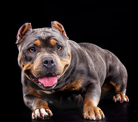 American bull , dog, studio photography on a black background