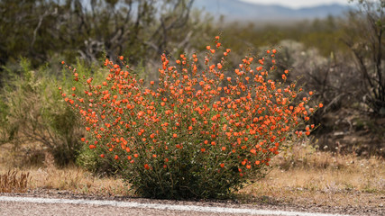 apricot mallow along the road in the Mojave desert April of 2020 during corona virus lock down. 