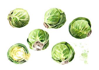 Fototapeta premium Brussels sprouts set. Hand drawn watercolor illustration isolated on white background